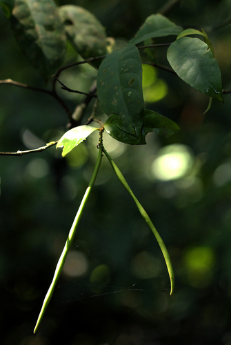 Malouetia bequaertiana image