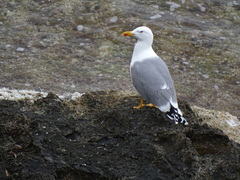 Larus michahellis michahellis