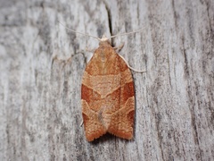 Pandemis cinnamomeana