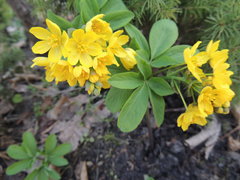 Gymnospermium smirnowii