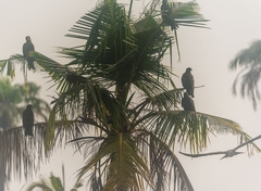 Milvus migrans parasitus