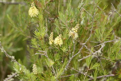 Melaleuca pityoides