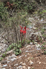 Sprekelia formosissima
