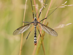 Platyphasia