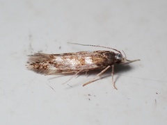 Eulamprotes wilkella