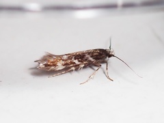 Eulamprotes wilkella