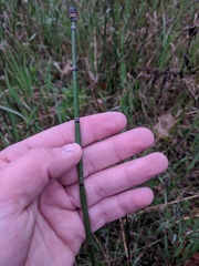 Equisetum laevigatum