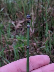 Equisetum laevigatum