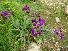 Matthiola sinuata