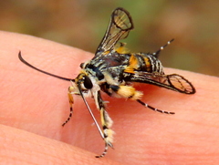 Crinipus marisa