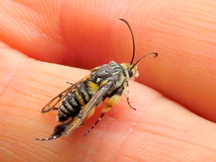 Crinipus marisa