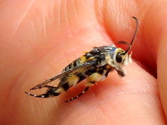 Crinipus marisa