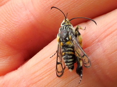 Crinipus marisa