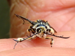 Crinipus marisa