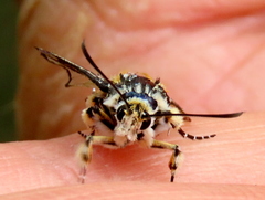 Crinipus marisa