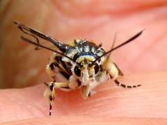Crinipus marisa