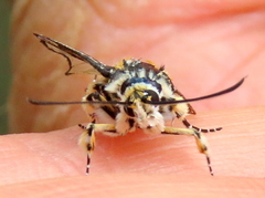 Crinipus marisa