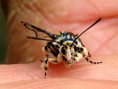 Crinipus marisa