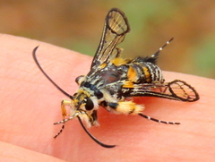 Crinipus marisa