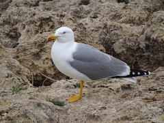 Larus michahellis michahellis