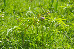 Helleborus dumetorum