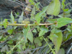 Patellifolia procumbens