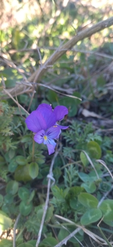 Viola munbyana image