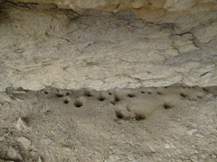 Vermileo