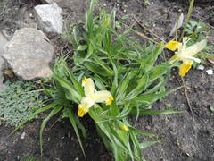 Iris bucharica