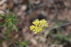 Eriogonum lachnogynum
