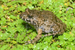Tusked Frog photo 1