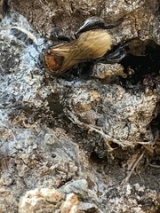 Geniotrigona thoracica