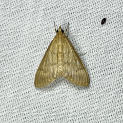 Protonoceras mitis