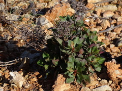 Limonium ovalifolium