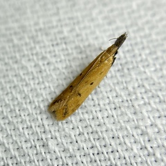 Dichomeris acuminatus