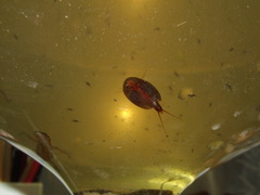Lepidurus apus