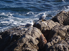 Larus michahellis michahellis