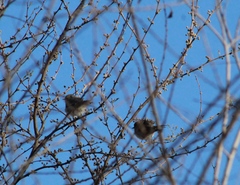 Auriparus flaviceps