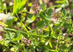 Trifolium spumosum