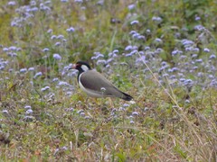 Vanellus indicus indicus