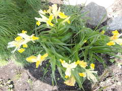 Iris bucharica