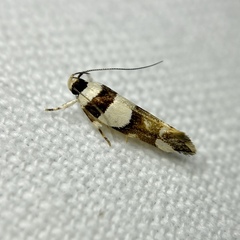 Macrobathra euryleuca