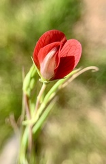 Lathyrus cicera