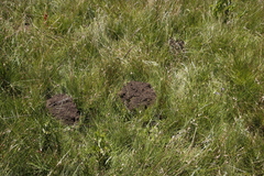 Cryptomys hottentotus