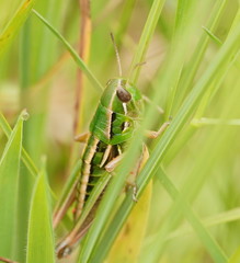 Kosciuscola usitatus