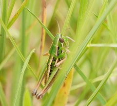 Kosciuscola usitatus