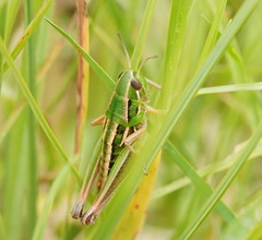 Kosciuscola usitatus