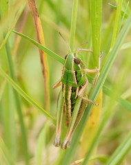 Kosciuscola usitatus