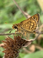 Taractrocera ardonia