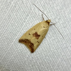 Ageletha elaeodes